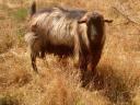 GOAT BOY, NAME: SANYI, THE MAYOR AND OTHERS FOR SALE
