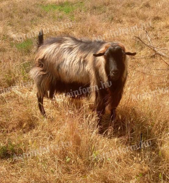 GOAT BOY, NAME: SANYI, THE MAYOR AND OTHERS FOR SALE