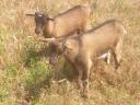 GOAT BOY, NAME: SANYI, THE MAYOR AND OTHERS FOR SALE