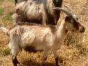 GOAT BOY, NAME: SANYI, THE MAYOR AND OTHERS FOR SALE