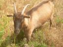 GOAT BOY, NAME: SANYI, THE MAYOR AND OTHERS FOR SALE