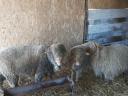 Hungarian merino ram