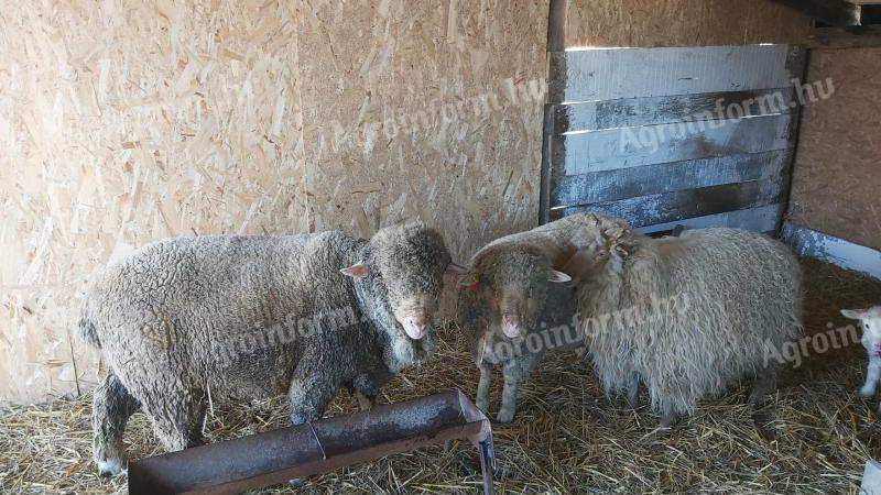 Hungarian merino ram
