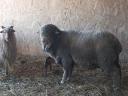 Hungarian merino ram