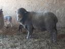 Hungarian merino ram