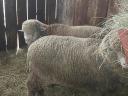 Hungarian merino ram