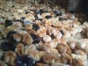 Sunny chicks