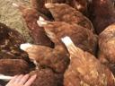 Sunny chicks