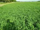 Lucerna round bale