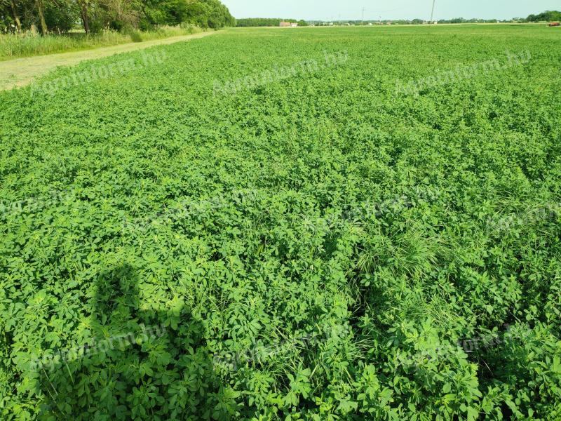 Lucerna round bale