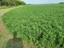 Lucerna round bale