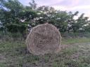 Feed lucerne