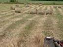 Bale of hay for sale