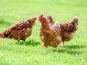 1 kg red chicken available for 800 Ft/piece