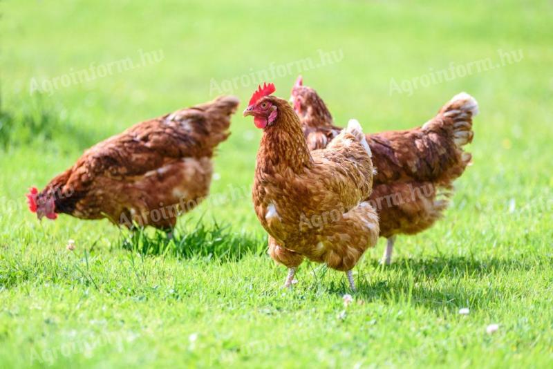 1 kg red chicken available for 800 Ft/piece