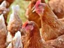 1 kg red chicken available for 800 Ft/piece