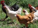 1 kg red chicken available for 800 Ft/piece