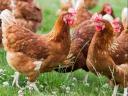 1 kg red chicken available for 800 Ft/piece