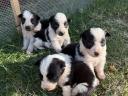 Border Collie puppies
