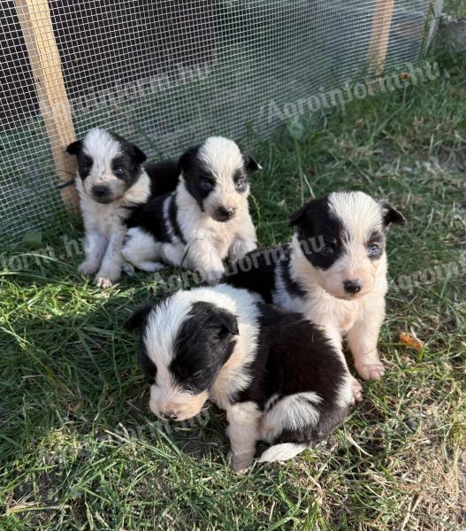 Border Collie puppies