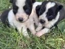 Border Collie puppies