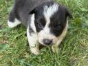 Border Collie puppies