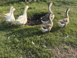 Liba hortobàgyi fehér és bütykös szürke
