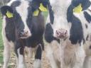 HF bull calf