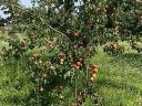 Aprikosenplantagenbauer