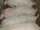 4 wunderschöne Ferkel zu verkaufen