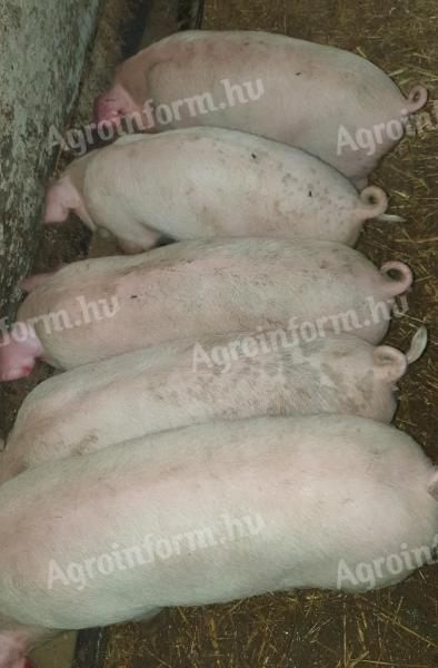 4 wunderschöne Ferkel zu verkaufen
