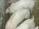 4 wunderschöne Ferkel zu verkaufen