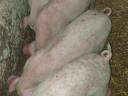 4 wunderschöne Ferkel zu verkaufen