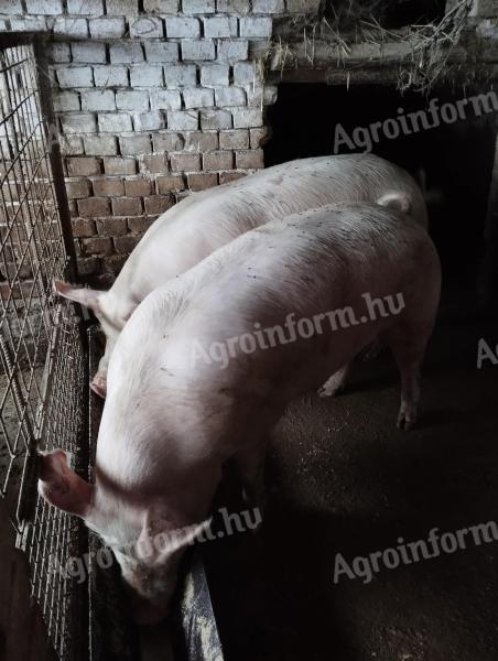 Výkrm na prodej