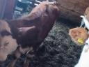 Hungarian Magpie Cattle