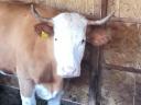 Hungarian Magpie Cattle