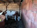 Hungarian Magpie Cattle