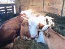 Hungarian Magpie Cattle