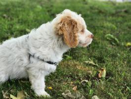 Lagotto Romagnolo