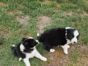 Border Collie kiskutyák
