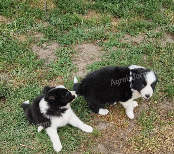 Border Collie kiskutyák