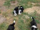 Border Collie kiskutyák