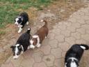 Border Collie kiskutyák