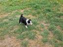 Border Collie kiskutyák