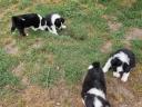 Border Collie kiskutyák