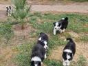 Border Collie kiskutyák
