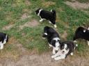Border Collie kiskutyák