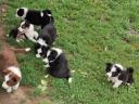 Border Collie kiskutyák