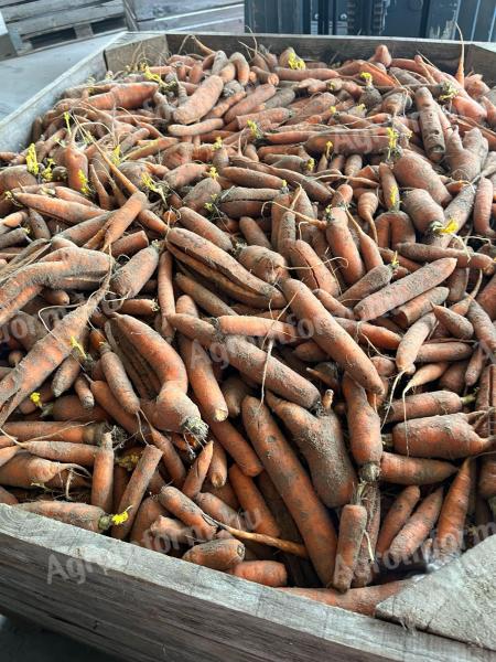 Feed carrots