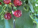 Shaken Cherries from Érdi can be pre-ordered